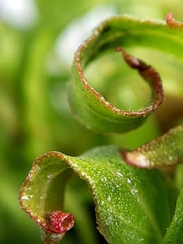 Willow leaves young shoots close-up.Leaf texture.Macro nature.