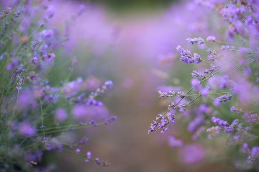 Selective focus of wonderful delicate violet flowers blooming in countryside farmland. Endless purple patches on lavender field, meadow in summer day. Concept of nature beauty, aromatherapy.