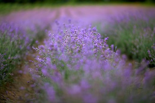 Long beautiful endless violet patches on lavender field, meadow in summer day. Bright purple flowers blooming in countryside farmland. Concept of nature beauty, aromatic flowers, agriculture.