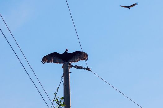 Vulture on the pole - seen in Suchitoto. Suchitoto, Cuscatlan, El Salvador.