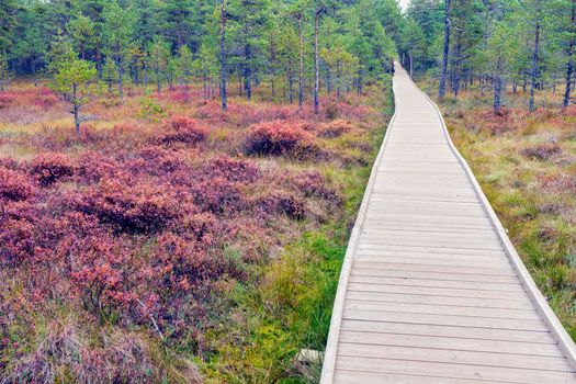 Lahemaa National Park in Estonia. Tallinn, Estonia.