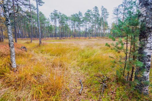 Lahemaa National Park in Estonia. Tallinn, Estonia. 
