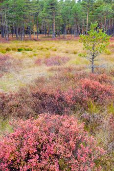 Lahemaa National Park in Estonia. Tallinn, Estonia.