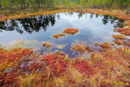 Lahemaa National Park in Estonia. Tallinn, Estonia.