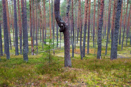 Lahemaa National Park in Estonia.