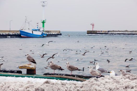 Gulls in the port of Hel. Hel, Pomerania, Poland.