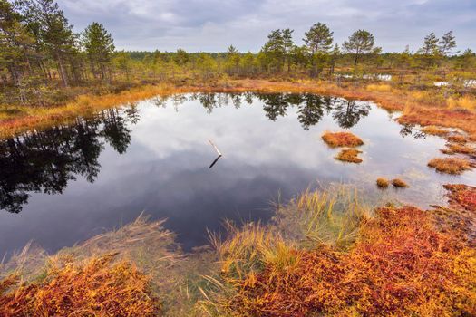 Lahemaa National Park in Estonia. Tallinn, Estonia.