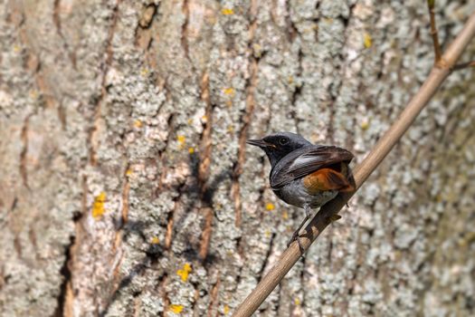 Black Redstart (Phoenicurus Ochruros) perched on twig, Czech Republic wildlife