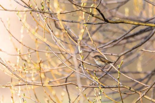 small song bird Willow Warbler (Phylloscopus trochilus) sitting on the branch. Little songbird in the natural habitat. Spring time. Czech Republic, Europe wildlife