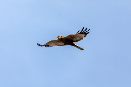 Marsh Harrier, Circus aeruginosus, Birds of prey landing on the blue sky. Czech Republic, Europe Wildlife
