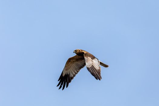 Marsh Harrier, Circus aeruginosus, Birds of prey landing on the blue sky. Czech Republic, Europe Wildlife