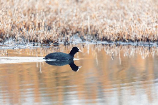 water bird Eurasian coot (Fulica atra) feeding and swims in pond. Czech Republic, Europe Wildlife