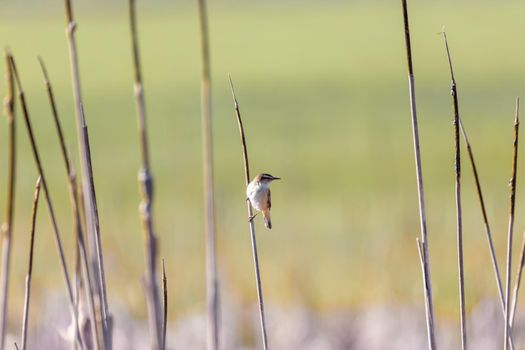 small song bird Sedge warbler (Acrocephalus schoenobaenus) sitting on the reeds. Little songbird in the natural habitat. Spring time. Czech Republic, Europe wildlife