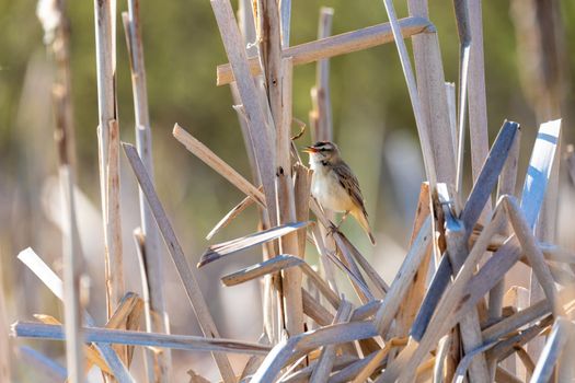 small song bird Sedge warbler (Acrocephalus schoenobaenus) sitting on the reeds. Little songbird in the natural habitat. Spring time. Czech Republic, Europe wildlife