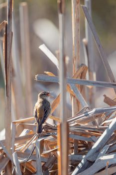 small song bird Sedge warbler (Acrocephalus schoenobaenus) sitting on the reeds. Little songbird in the natural habitat. Spring time. Czech Republic, Europe wildlife