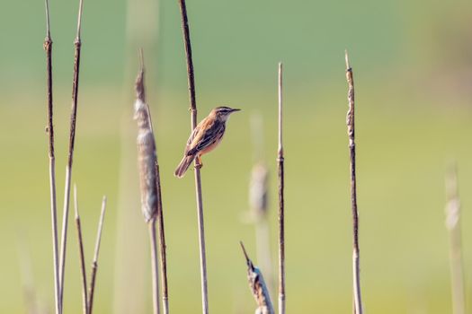 small song bird Sedge warbler (Acrocephalus schoenobaenus) sitting on the reeds. Little songbird in the natural habitat. Spring time. Czech Republic, Europe wildlife