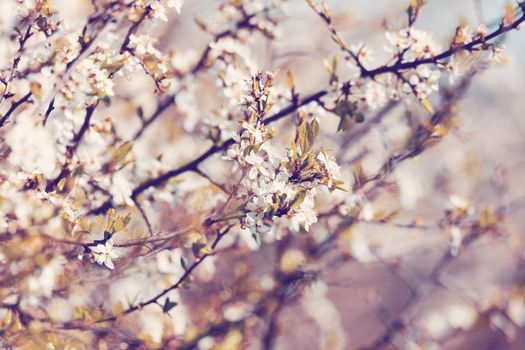 Midland hawthorn (Crataegus laevigata), white flowering tree in springtime, Europe, Springtime background