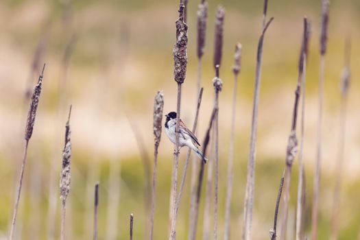 Common reed bunting male on the reed (Emberiza schoeniclus) near pond in spring. Czech Republic, Europe wildlife