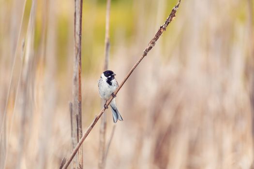 Common reed bunting male on the reed (Emberiza schoeniclus) near pond in spring. Czech Republic, Europe wildlife