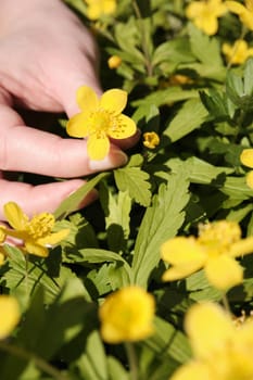 woman's hand plucks anemone. Yellow lawn of spring flowers.