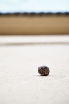 snail crawling up the wall. snail on the wall.