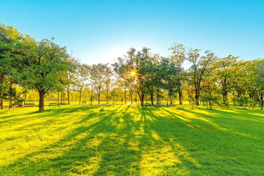 Beautiful garden in daytime outdoor nature background.