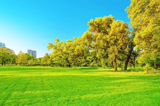 Beautiful garden in daytime outdoor nature background. 