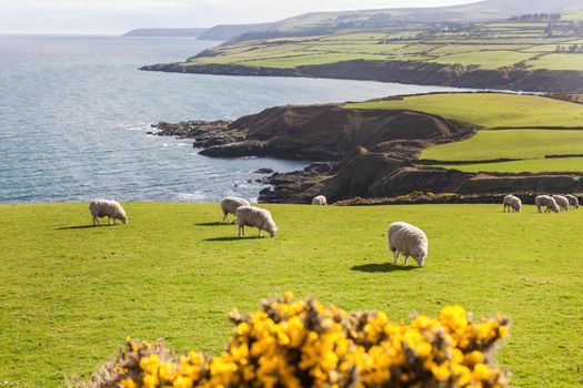 Spring panorama of Isle of Man. Isle of Man.