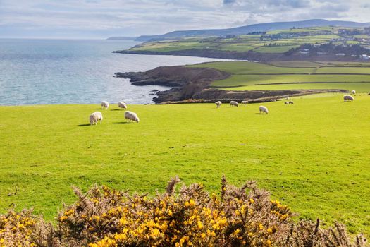 Spring panorama of Isle of Man. Isle of Man.