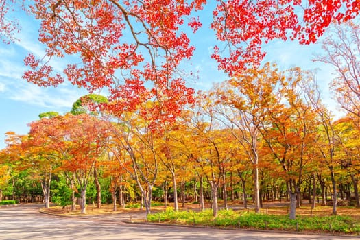 Autumn scenery in Osaka castle park, Osaka, Japan.