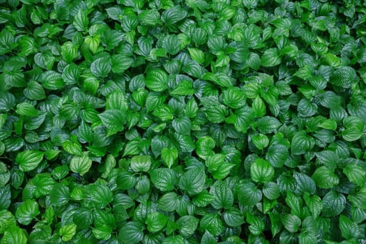 Green leaves pattern background, Natural background