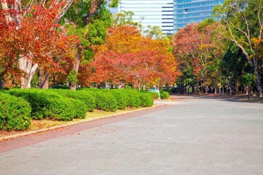 Autumn scenery in Osaka castle park, Osaka, Japan.