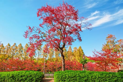 Autumn scenery in Osaka castle park, Osaka, Japan.