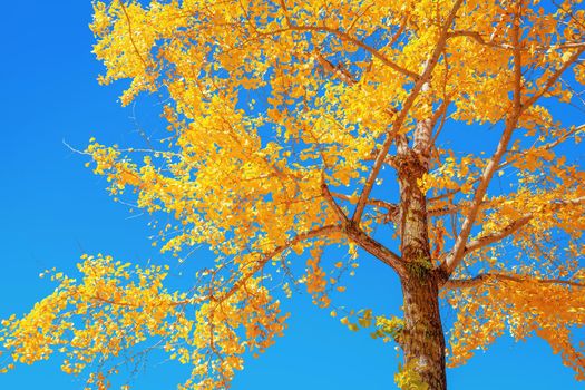 Ginkgo in the autumn leaves With a sky as the background