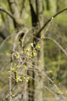 Cretan maple branches with new leaves and flower buds - Latin name - Acer sempervirens