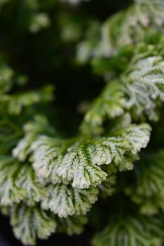 Martenss spike moss - Latin name - Selaginella martensii