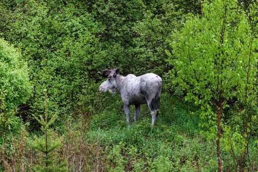 Moose in the forest, Newfoundland. St. John's, Newfoundland and Labrador, Canada.