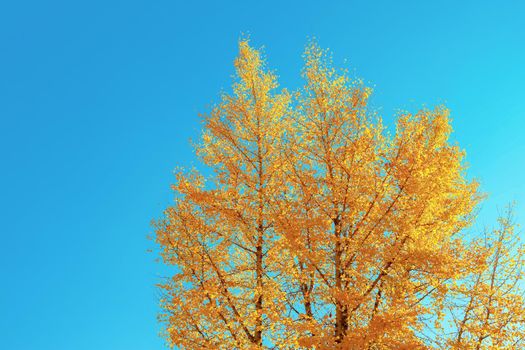 Ginkgo in the autumn leaves With a sky as the background