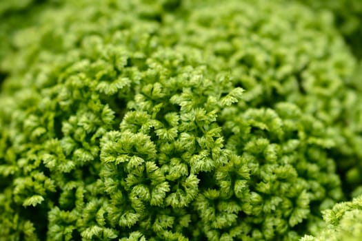 Meadow spikemoss - Latin name - Selaginella apoda