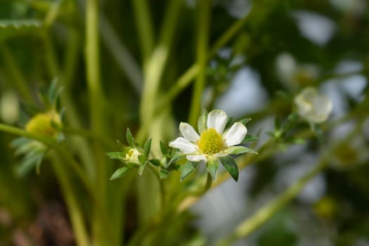 Strawberry Elsanta flowers - Latin name - Fragaria x ananassa Elsanta