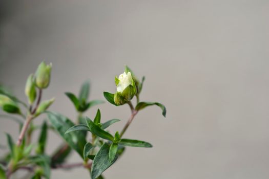 Mountain sandwort - Latin name - Arenaria montana