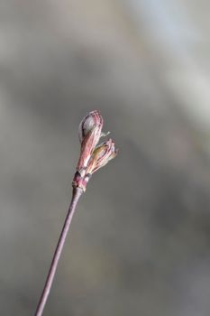 Japanese Maple Garnet new leaves - Latin name - Acer palmatum Garnet