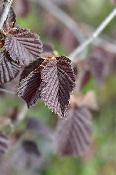 Purple hazel new leaves - Latin name - Corylus maxima Purpurea