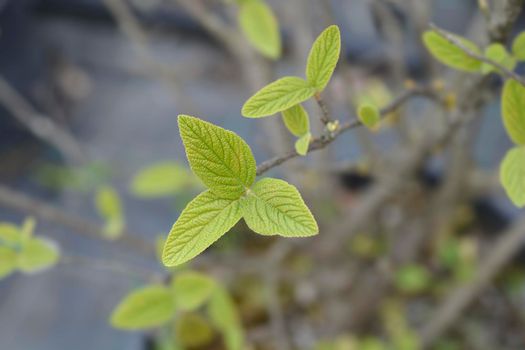 Viburnum Alleghany leaves - Latin name - Viburnum x rhytidophylloides Alleghany