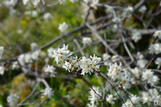 Snowy mespilus branch with white flowers - Latin name - Amelanchier ovalis