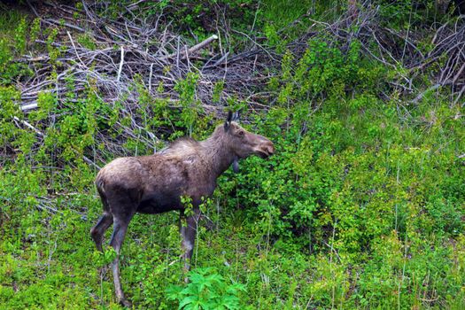 Moose in the forest, Newfoundland. St. John's, Newfoundland and Labrador, Canada.