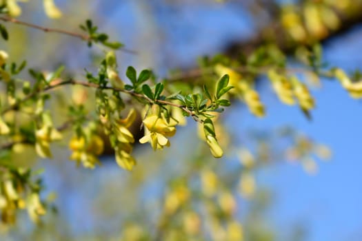 Chinese Pea Shrub flowers - Latin name - Caragana sinica