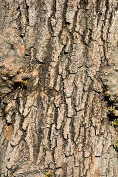 Boxelder maple bark detail - Latin name - Acer negundo