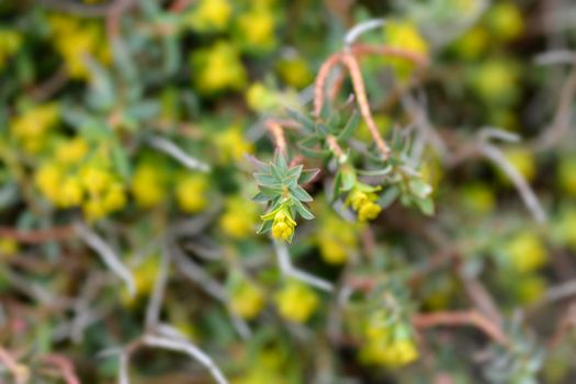 Spiny spurge small flowers - Latin name - Euphorbia spinosa