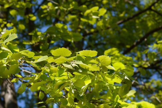 Broad-leaved lime leaves - Latin name - Tilia platyphyllos